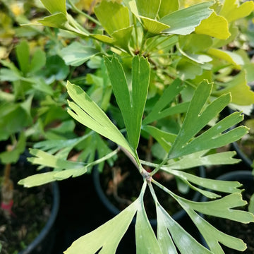 Ginkgo biloba "Tubifolia"